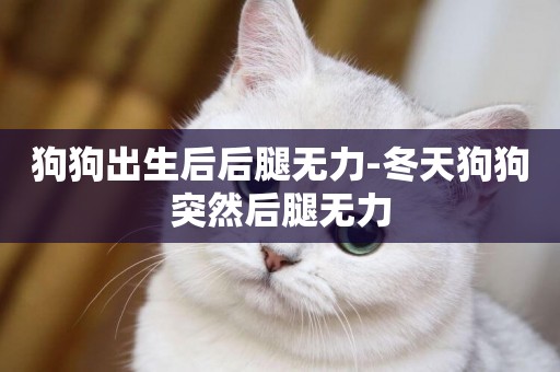 狗狗出生后后腿無力-冬天狗狗突然后腿無力