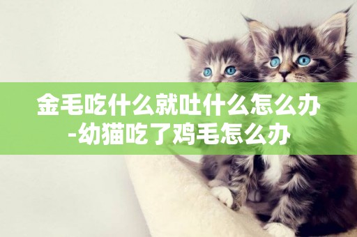 金毛吃什么就吐什么怎么辦-幼貓吃了雞毛怎么辦