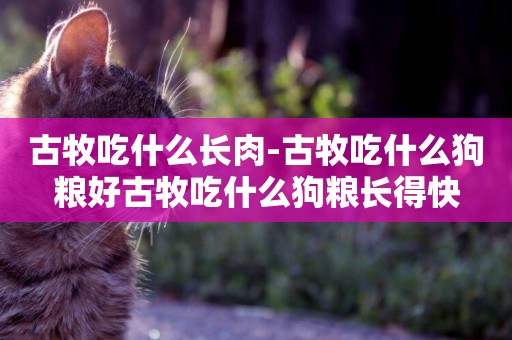 古牧吃什么長肉-古牧吃什么狗糧好古牧吃什么狗糧長得快