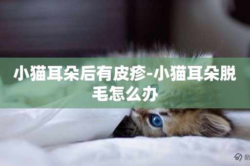 小貓耳朵后有皮疹-小貓耳朵脫毛怎么辦
