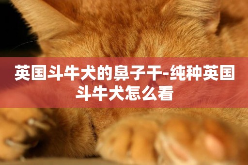 英國斗牛犬的鼻子干-純種英國斗牛犬怎么看
