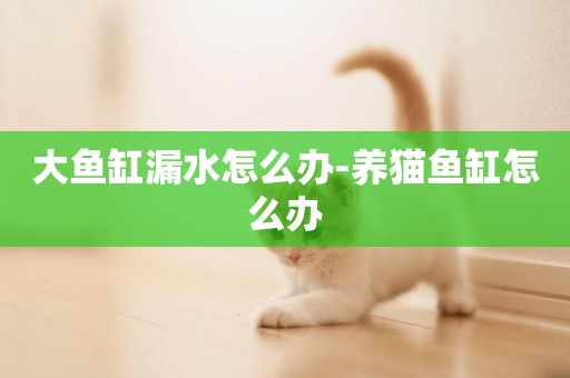 大魚缸漏水怎么辦-養貓魚缸怎么辦