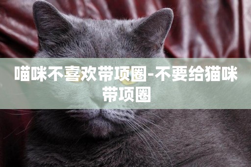 喵咪不喜歡帶項圈-不要給貓咪帶項圈