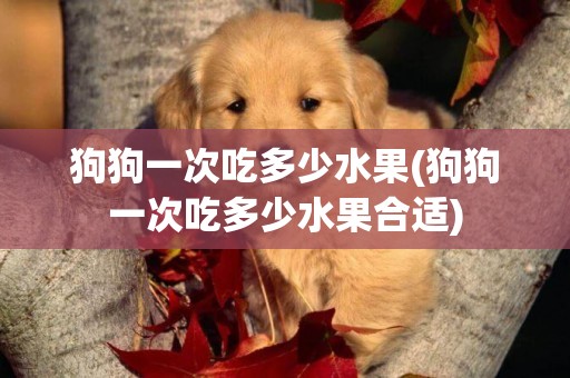 狗狗一次吃多少水果(狗狗一次吃多少水果合適)