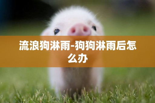 流浪狗淋雨-狗狗淋雨后怎么辦