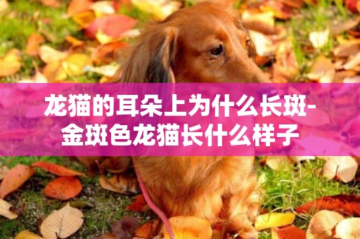龍貓的耳朵上為什么長斑-金斑色龍貓長什么樣子