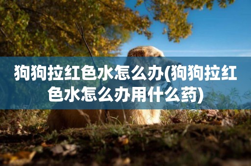 狗狗拉紅色水怎么辦(狗狗拉紅色水怎么辦用什么藥)