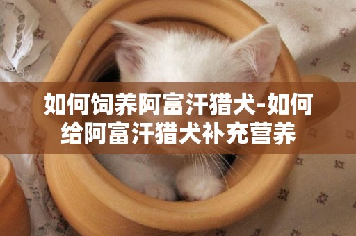 如何飼養阿富汗獵犬-如何給阿富汗獵犬補充營養