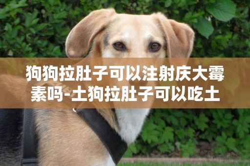 狗狗拉肚子可以注射慶大霉素嗎-土狗拉肚子可以吃土霉素嗎