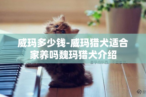 威瑪多少錢-威瑪獵犬適合家養嗎魏瑪獵犬介紹