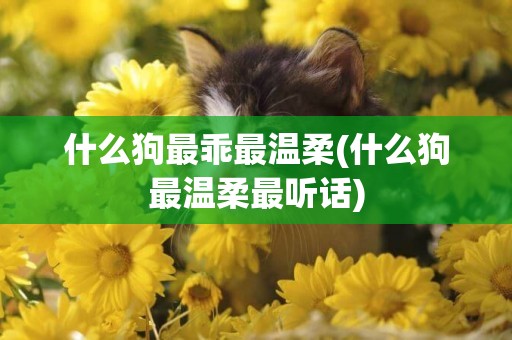 什么狗最乖最溫柔(什么狗最溫柔最聽話)
