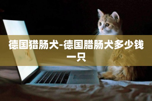 德國獵腸犬-德國臘腸犬多少錢一只