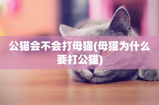 公貓會不會打母貓(母貓為什么要打公貓)