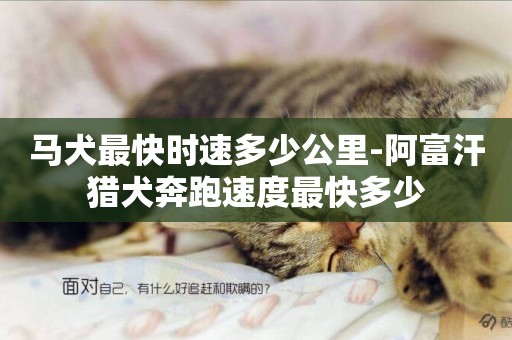 馬犬最快時速多少公里-阿富汗獵犬奔跑速度最快多少
