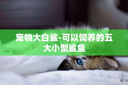 寵物大白鯊-可以飼養的五大小型鯊魚