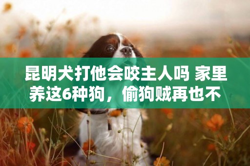昆明犬打他會咬主人嗎 家里養這6種狗，偷狗賊再也不會來了 