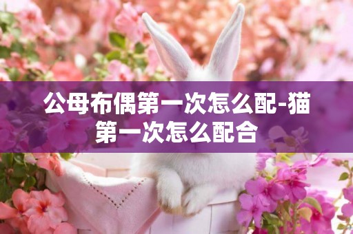 公母布偶第一次怎么配-貓第一次怎么配合