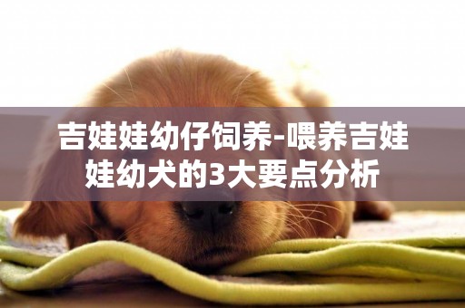 吉娃娃幼仔飼養-喂養吉娃娃幼犬的3大要點分析