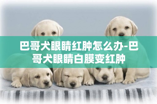 巴哥犬眼睛紅腫怎么辦-巴哥犬眼睛白膜變紅腫