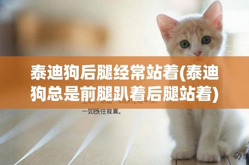 泰迪狗后腿經常站著(泰迪狗總是前腿趴著后腿站著)