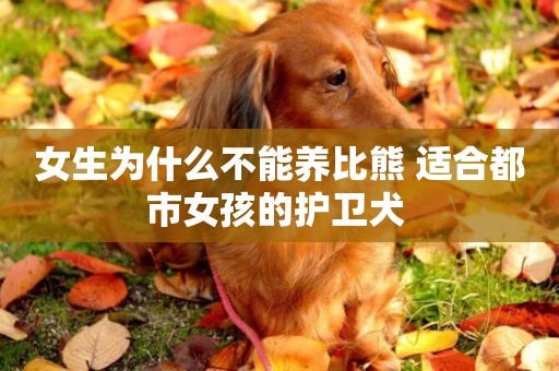 女生為什么不能養比熊 適合都市女孩的護衛犬 