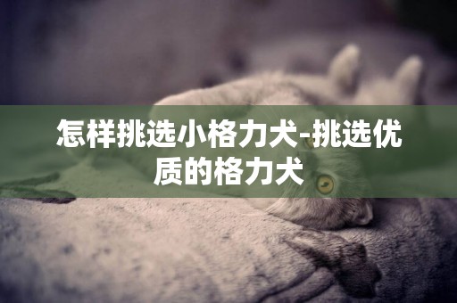 怎樣挑選小格力犬-挑選優質的格力犬
