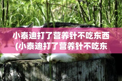 小泰迪打了營養針不吃東西(小泰迪打了營養針不吃東西怎么辦)