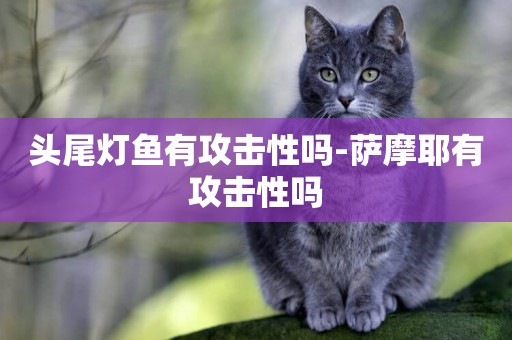 頭尾燈魚有攻擊性嗎-薩摩耶有攻擊性嗎