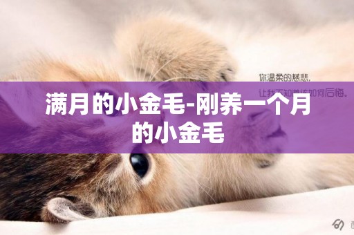 滿月的小金毛-剛養一個月的小金毛