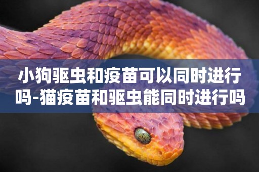 小狗驅蟲和疫苗可以同時進行嗎-貓疫苗和驅蟲能同時進行嗎