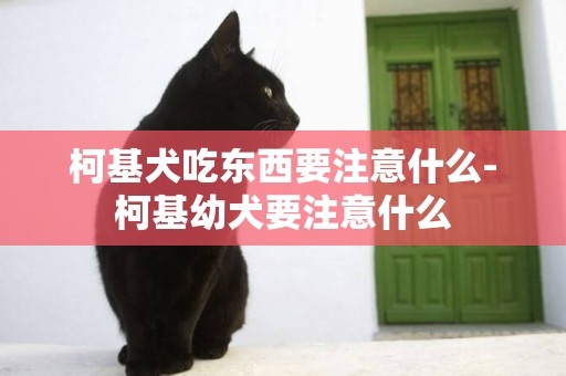 柯基犬吃東西要注意什么-柯基幼犬要注意什么
