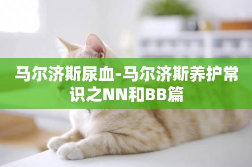 馬爾濟斯尿血-馬爾濟斯養護常識之NN和BB篇