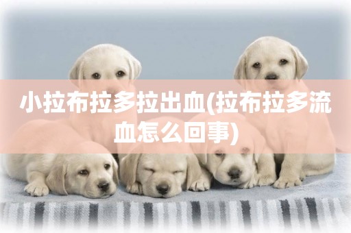 小拉布拉多拉出血(拉布拉多流血怎么回事)