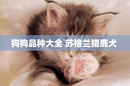 狗狗品種大全 蘇格蘭獵鹿犬 