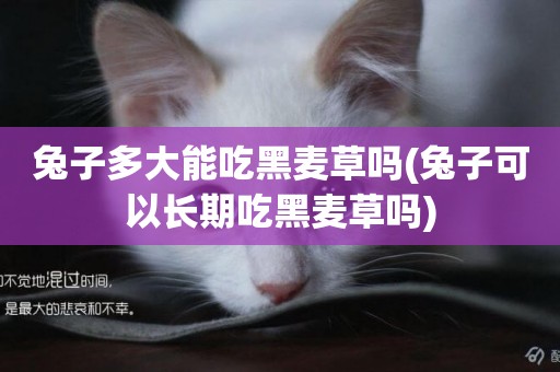 兔子多大能吃黑麥草嗎(兔子可以長期吃黑麥草嗎)
