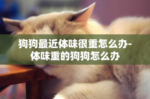 狗狗最近體味很重怎么辦-體味重的狗狗怎么辦