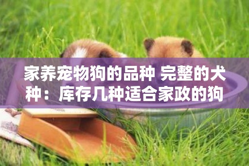 家養寵物狗的品種 完整的犬種：庫存幾種適合家政的狗，體型大但溫順 