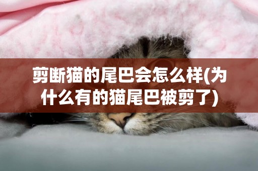 剪斷貓的尾巴會怎么樣(為什么有的貓尾巴被剪了)