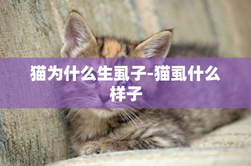 貓為什么生虱子-貓虱什么樣子