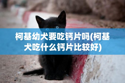 柯基幼犬要吃鈣片嗎(柯基犬吃什么鈣片比較好)