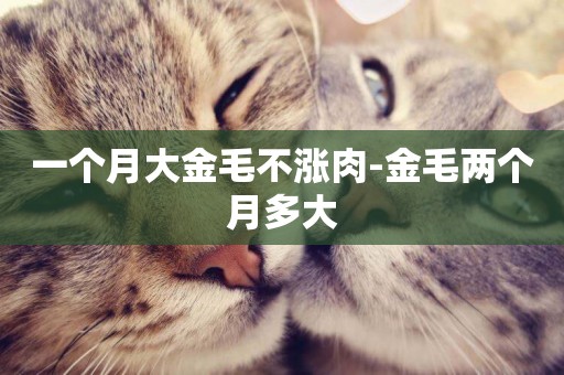 一個月大金毛不漲肉-金毛兩個月多大