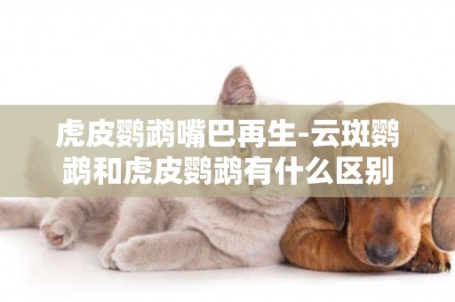 虎皮鸚鵡嘴巴再生-云斑鸚鵡和虎皮鸚鵡有什么區別