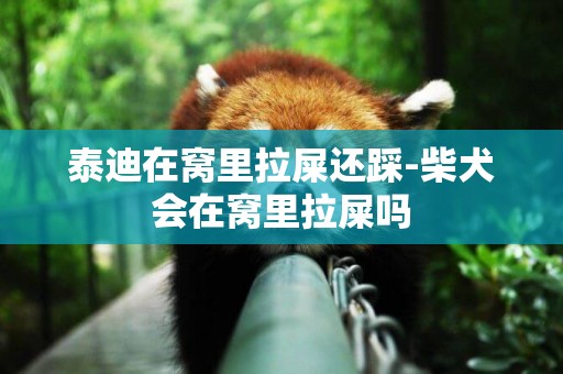 泰迪在窩里拉屎還踩-柴犬會在窩里拉屎嗎