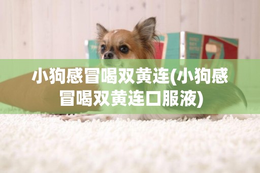 小狗感冒喝雙黃連(小狗感冒喝雙黃連口服液)