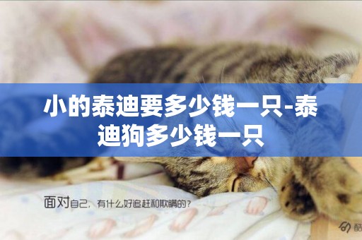 小的泰迪要多少錢一只-泰迪狗多少錢一只