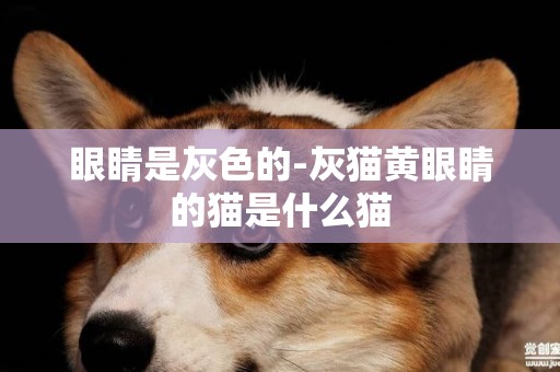 眼睛是灰色的-灰貓黃眼睛的貓是什么貓
