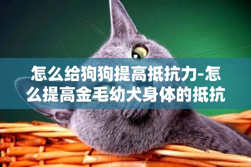 怎么給狗狗提高抵抗力-怎么提高金毛幼犬身體的抵抗力