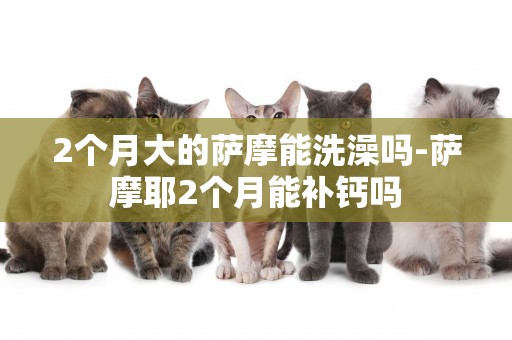 2個月大的薩摩能洗澡嗎-薩摩耶2個月能補鈣嗎