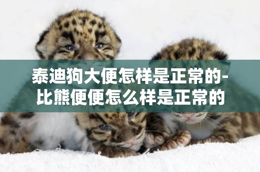 泰迪狗大便怎樣是正常的-比熊便便怎么樣是正常的