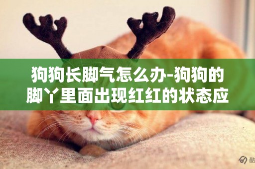 狗狗長腳氣怎么辦-狗狗的腳丫里面出現紅紅的狀態應該怎么辦